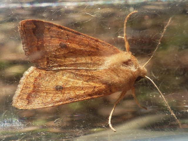 Agrochola circellaris The Brick Moth Images