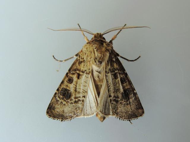 Agrotis clavis Heart and Club Moth