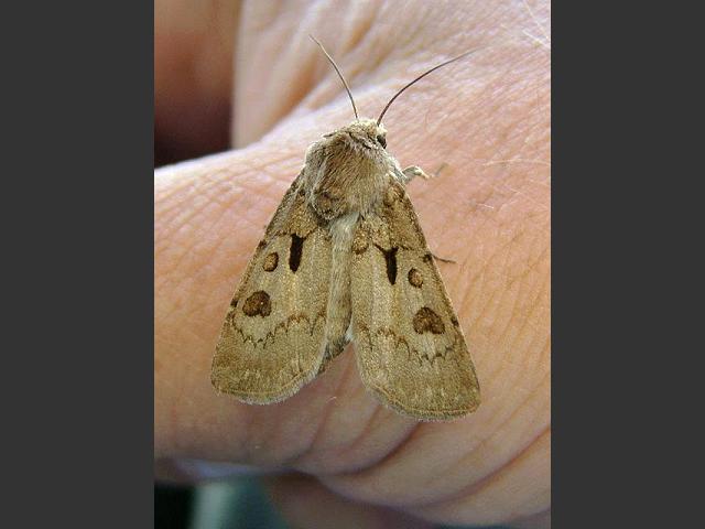 Agrotis exclamationis Heart and Dart Moth