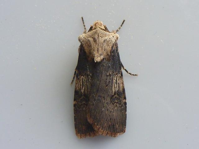 Agrotis puta Shuttle shaped Dart Moth Images