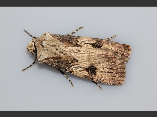 Agrotis puta ssp insula Shuttle shaped Dart Moth Images