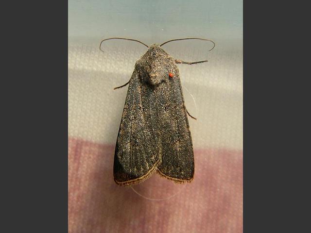 Agrotis segetum Turnip Moth Images