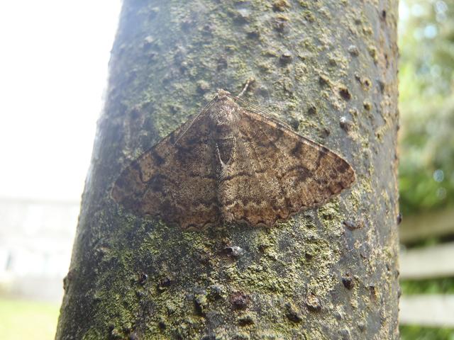 Alcis repandata Mottled Beauty Moth Images Lepidoptera