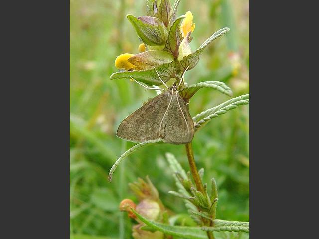 Algedonia terrealis a Moth