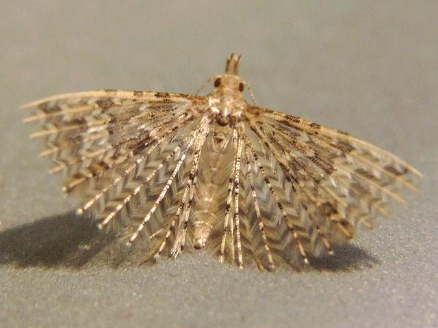 Alucita hexadactyla Twenty Plume Moth