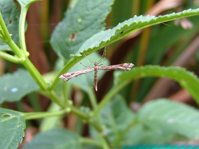 Amblyptilia acanthadactyla Beautiful Plume Moth Images