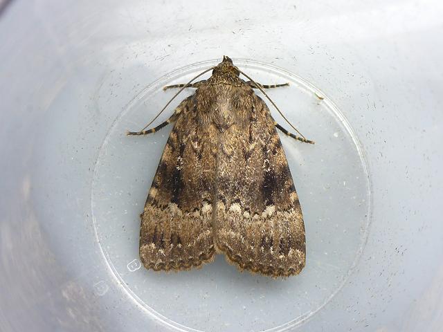 Amphipyra pyramidea Copper Underwing