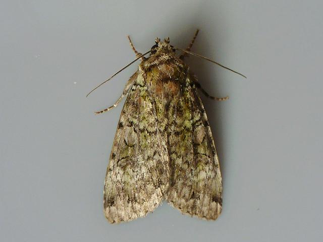 Anaplectoides prasina - Green Arches Moth Images