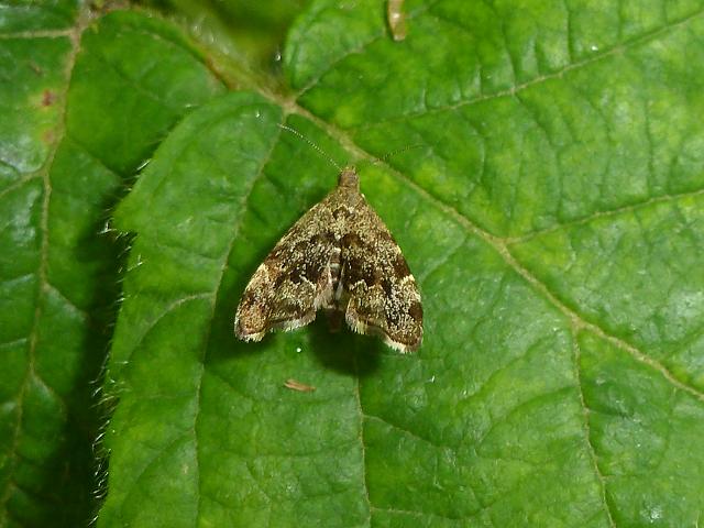 Anthophila fabriciana Nettle Tap Moth Images UK