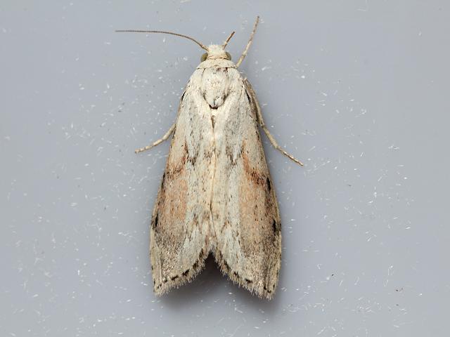Aphomia sociella Bee Moth Moth Images