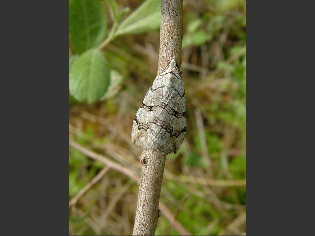Aplocera efformata Lesser Treble Bar Moth