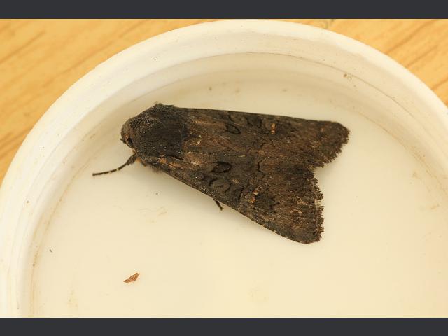 Aporophyla nigra Black Rustic Moth