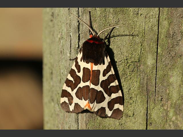 Arctia caja Garden Tiger Moth Wooly Bear Caterpillar Moth Images