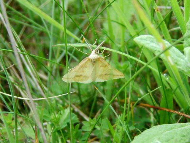 Aspitates ochrearia Yellow Belle Moth