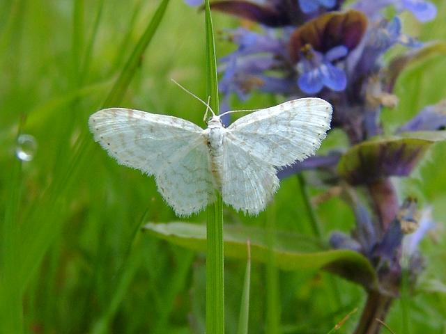 Asthena albulata Small White Wave Moth