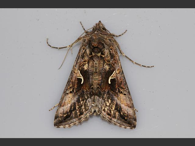 Autographa gamma Silver Y Moth images