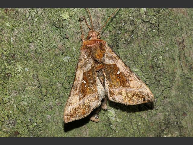 Autographa jota Plain Golden Y Moth images