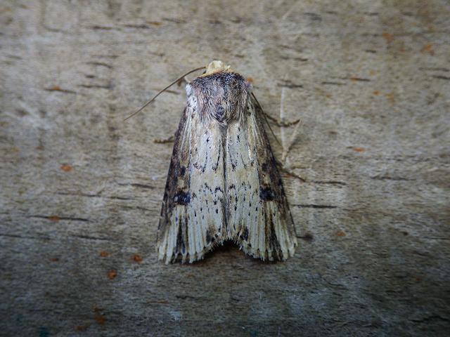 Axylia putris Flame Moth Images