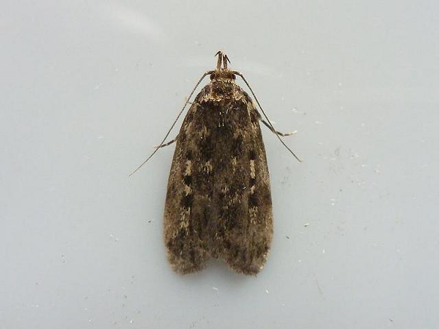 Barea asbolaea Chequered Bar Moth images