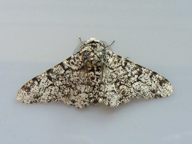 Biston betularia Peppered Moth