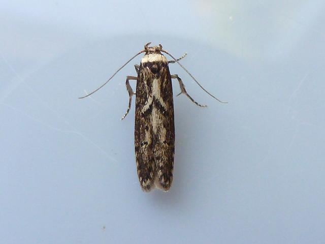 Blastobasis adustella Moth Images UK