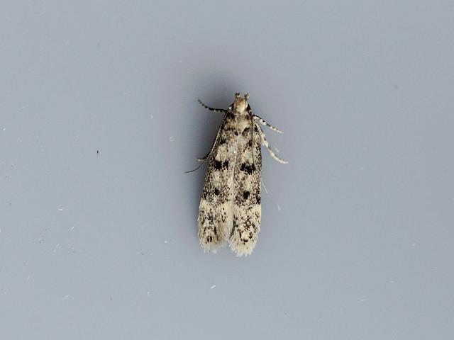 Bryotropha domestica Micro moth Images
