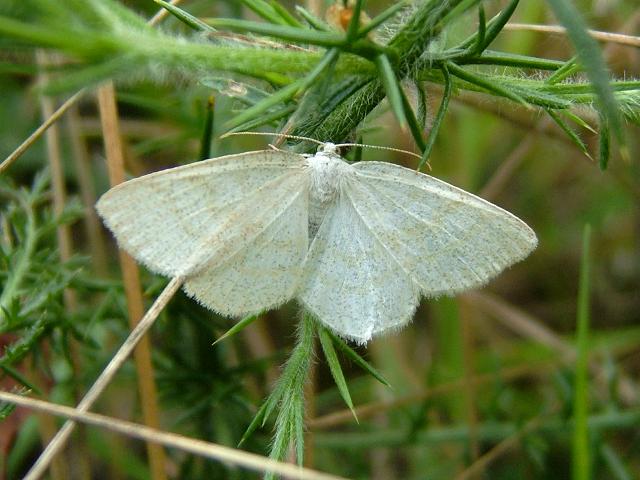 Cabera exanthemata Common Wave Moth Images