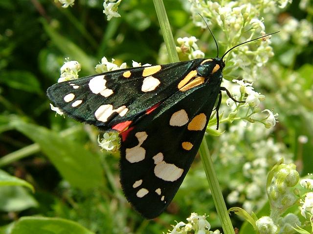 Callimorpha dominula Scarlet Tiger Moth