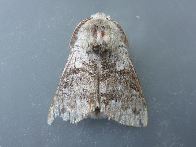 Calliteara pudibunda Pale Tussock Moth