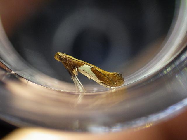 Caloptilia stigmatella Leaf Miner Willow Micro moth Images