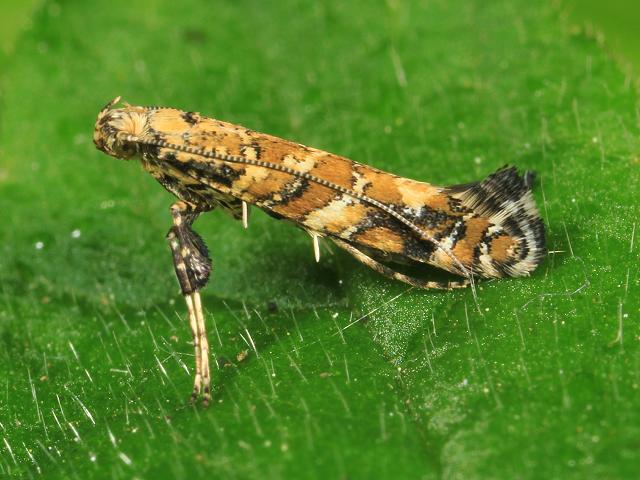 Caloptilia syringella Micro moth Images