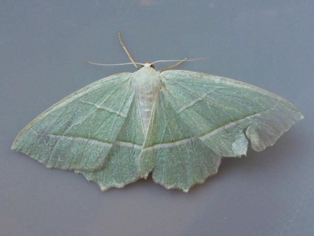 Campaea margaritata Light Emerald moth Images
