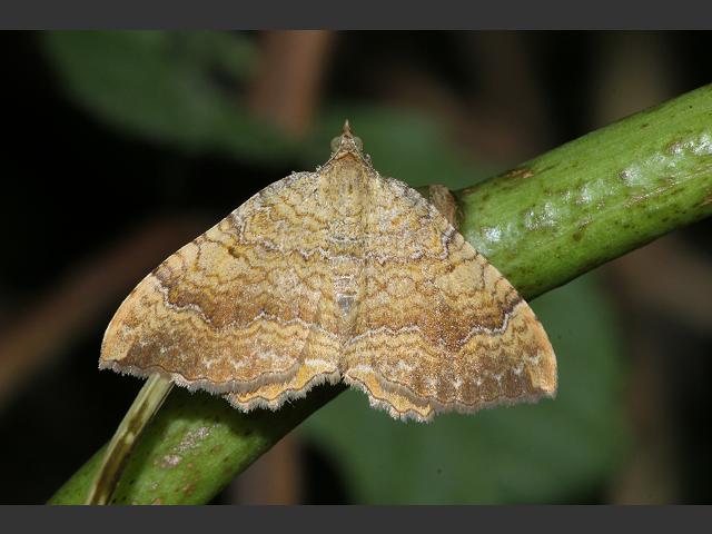 Camptogramma bilineata Yellow Shell Moth