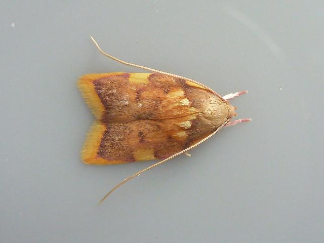 Carcina quercana Micro Moth images
