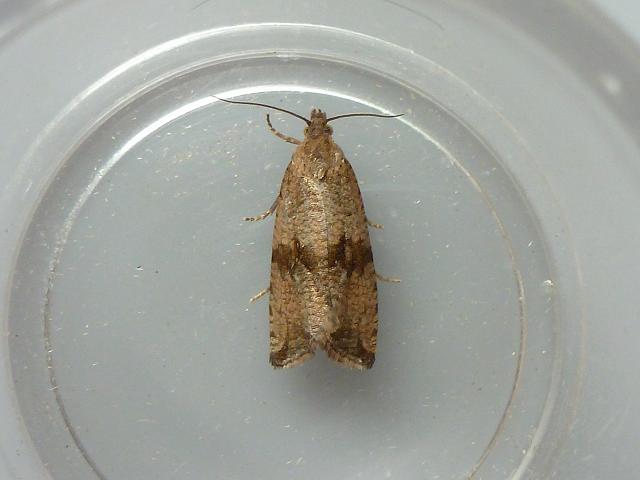 Celypha striana Micro Moth Images Lepidoptera