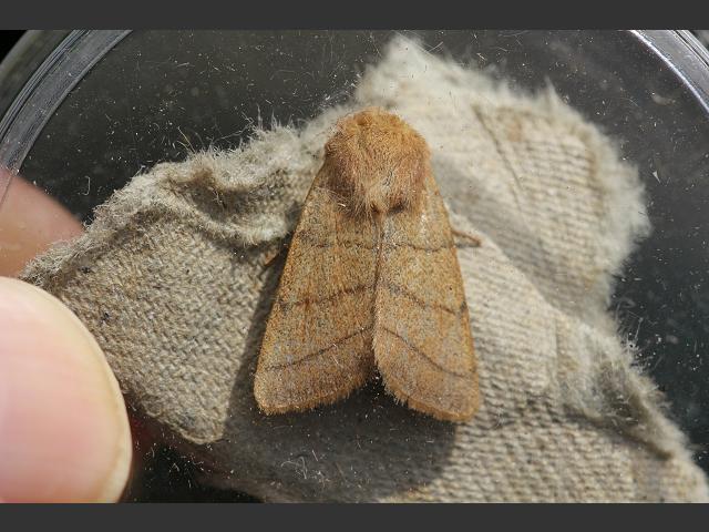 Charanyca trigrammica Treble Lines