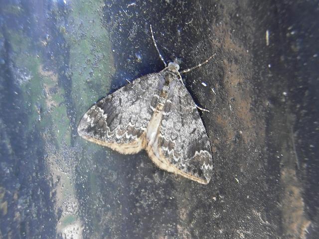 Chloroclysta truncata Common Marbled Carpet Moth Images Lepidoptera