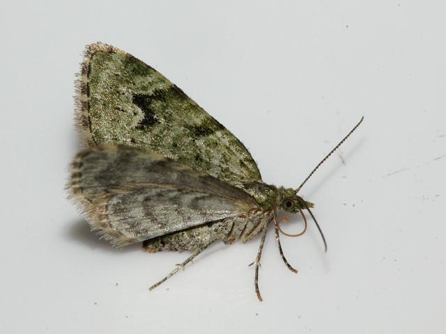 Chloroclystis v ata The V Pug Moth Images