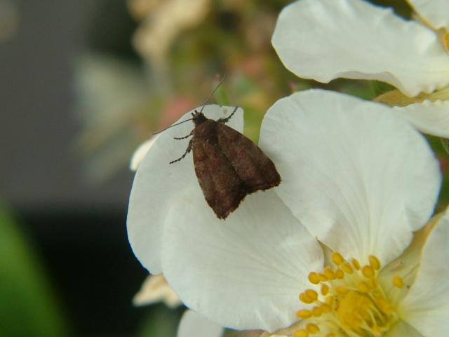Choreutis pariana Apple Leaf Skeletonizer Moth
