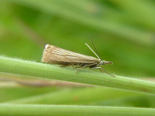 Chrysoteuchia culmella Garden Grass Veneer
