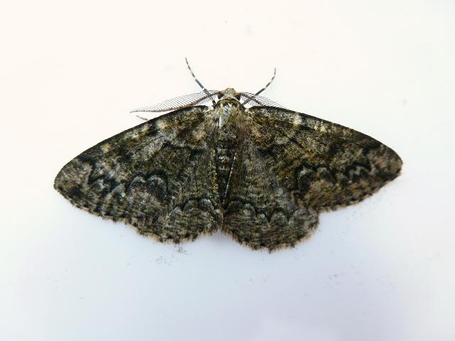 Cleorodes lichenaria Brussels Lace Moth Images
