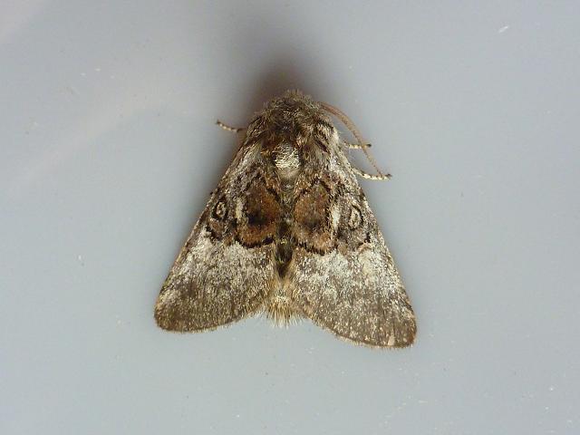 Colocasia coryli Nut tree Tussock Moth Images