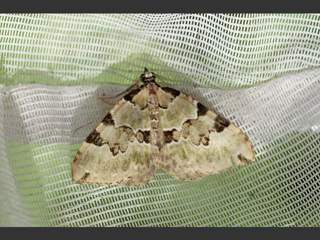 Colostygia pectinataria Green Carpet Moth