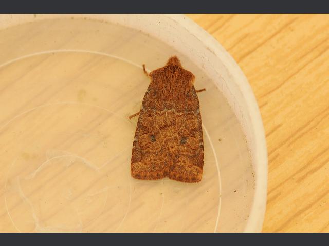 Conistra vaccinii The Chestnut Moth