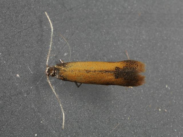 Coptotriche marginea Micro moth Images Lepidoptera