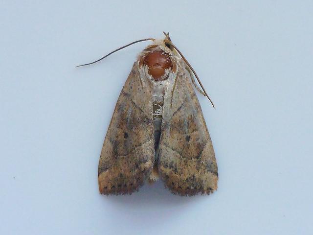 Cosmia trapezina The Dun bar Moth Images