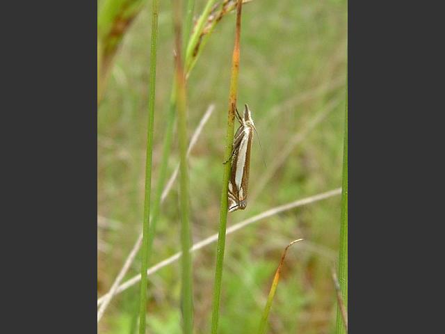 Crambus pascuella a Crambid Moth Images