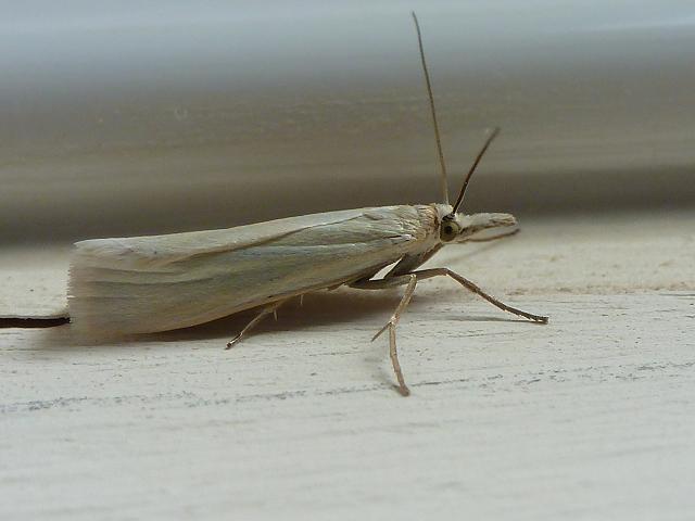 Crambus perlella a Crambid Moth Images