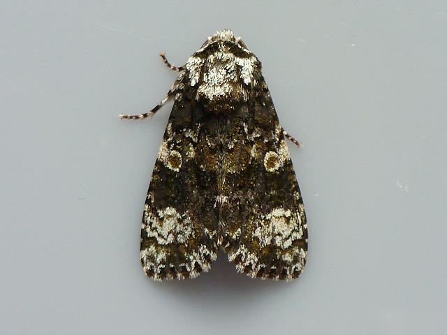 Craniophora ligustri The Coronet Moth Images