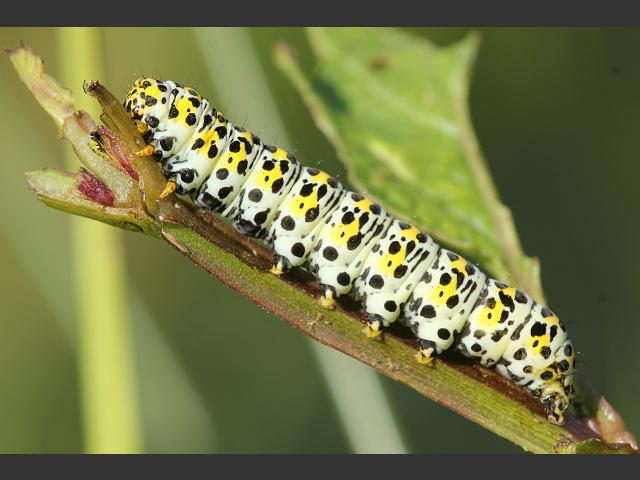 Cucullia verbasci Mullein Moth